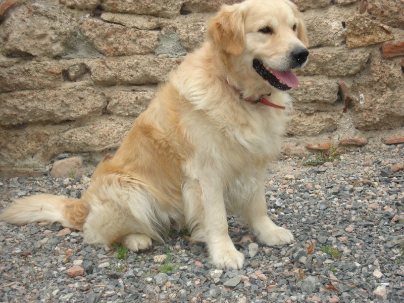 Saxo (Sans Affixe)